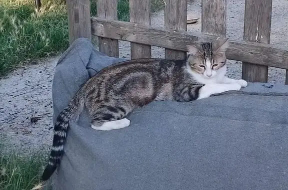 Gato Perdido: Blanco y Atigrado, Ojos Verdes