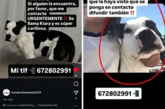 Perra Perdida en Mijas: Kiara, Blanco y Negro