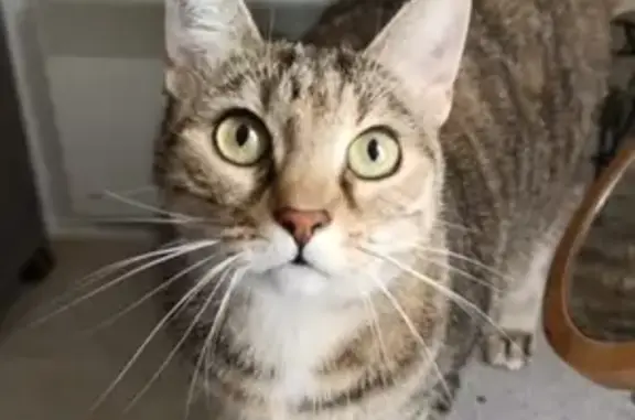 Chat perdu, Rennes, photo: Chat tabby brun perdu à Rennes