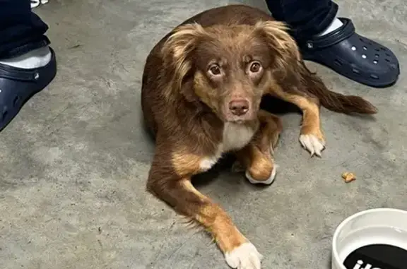 Lost Dog in Columbus: Sweet & Shy
