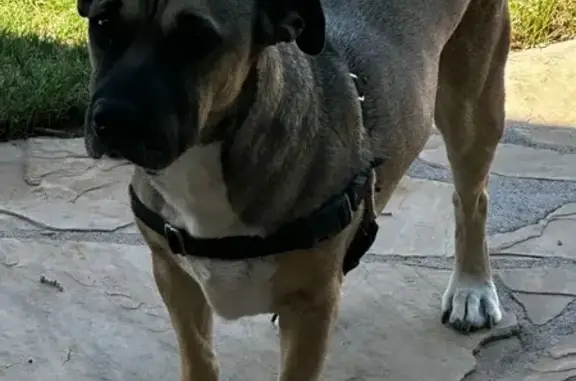 Found dog El Paso, photo: Found Dog: Tan with White Neck Patch