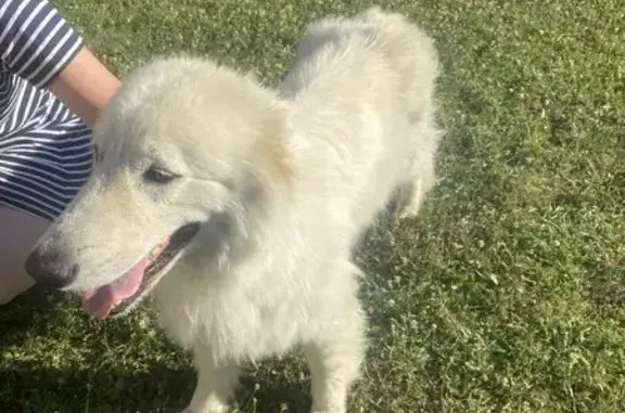 Animaux trouvés Augy, photo: Berger blanc suisse mâle trouvé RN6 Augy