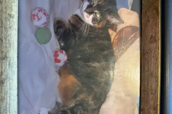 Lost Friendly Cat: Peanut in Amityville
