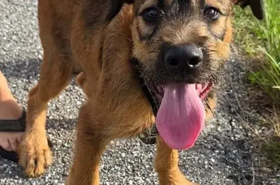 Found pets Cape Coral, photo: Found: Young Male Terrier Mix in Cape Coral