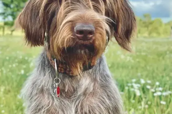 Lost Dog: Friendly Hank in Cannon Falls