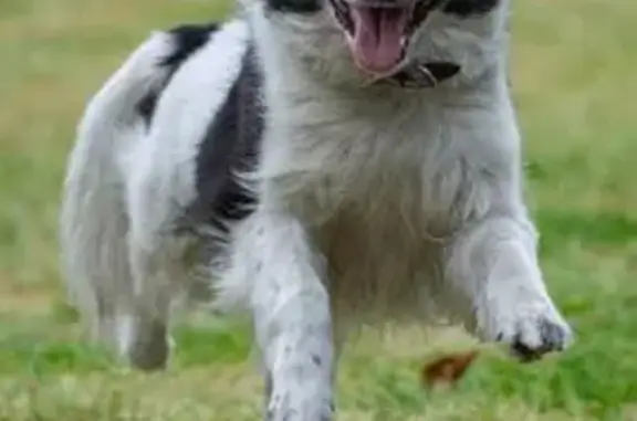 Perrita Border Collie Perdida en Miraflores