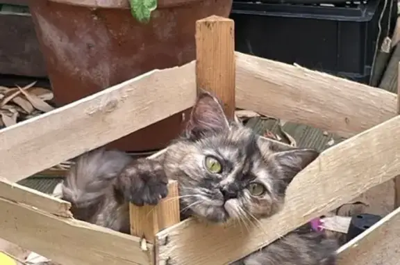 Animaux perdus Montreuil, photo: Chatte tricolore perdue, Montreuil