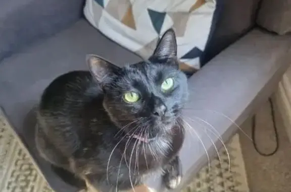 Lost Shy Cat: Black & White, Llansannor
