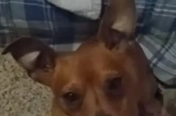 Lost pets , photo: Help Reunite Puppy: Missing Mini-Doberman