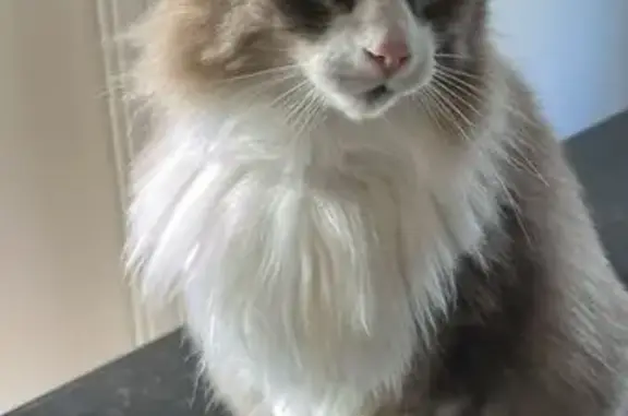Chat mâle gris-blanc perdu à Grézieu - photo