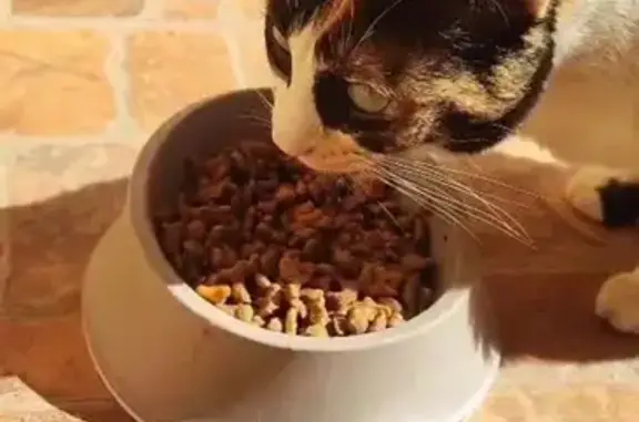 ¡Ayuda! Gata Tricolor Perdida en Palma