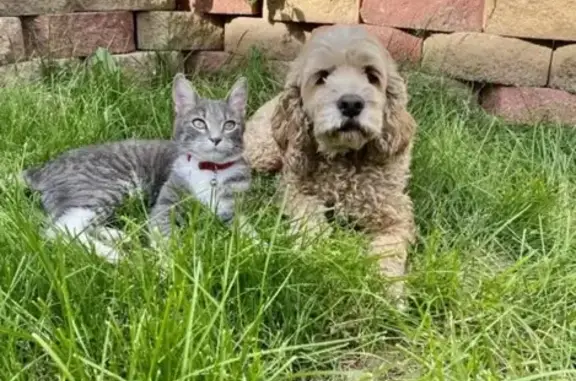 Lost Dog: Curly Hair, Red Collar, Chicago