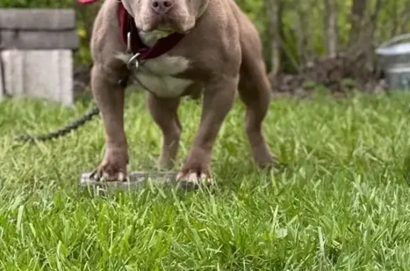 Lost Tan Dog with Green Collar in Columbus