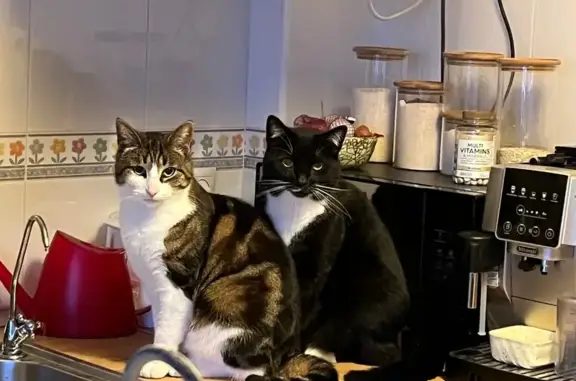 Gata Perdida: Busca Hogar Amoroso en Torrevieja