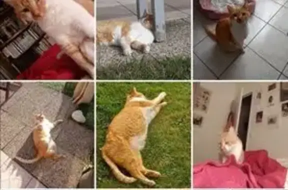 Chat roux et blanc perdu à Viry-Châtillon - photo