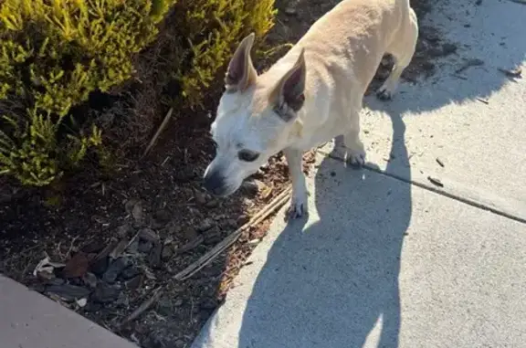 Found dog San Jose, photo: Found: Mature Male Dog on Strawberry Park