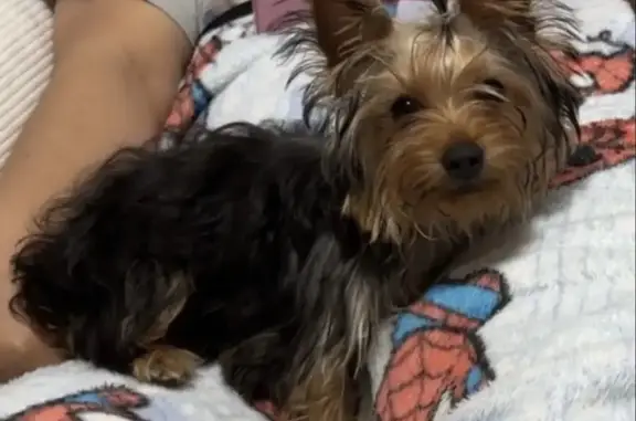 Lost pets Minneapolis, photo: Lost Frail Dog: Skittish, Needs Care