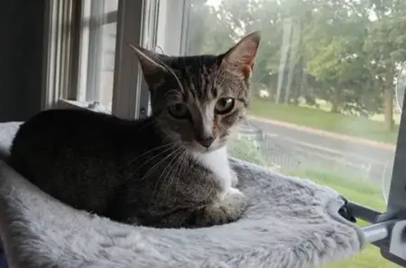 Help Find Gabby: Lost Near MSP Airport