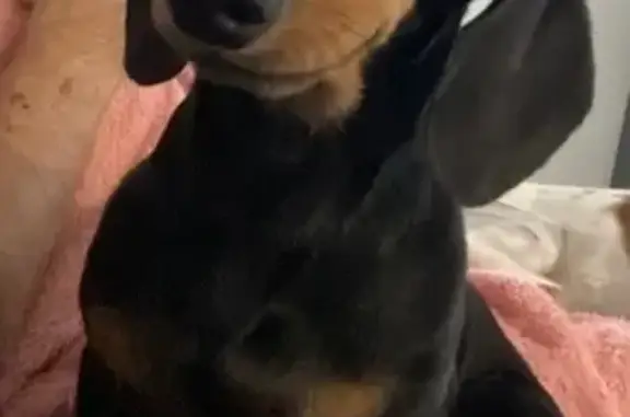 Missing dog Brisbane, photo: Lost Black & Tan Dog - Wallaroo Way, 57