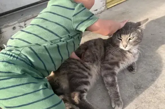 Lost Grey Cat on Warriner Way, Columbus