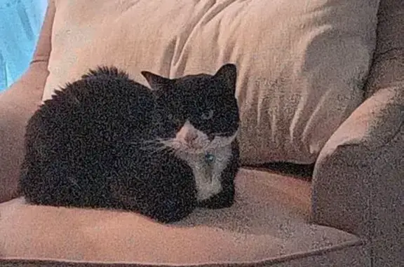 Missing: Skittish Cat, Blue Collar, VA
