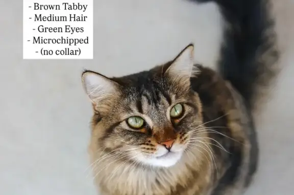Lost pets South Salt Lake, photo: Lost Brown Tabby 'Summit' in Salt Lake