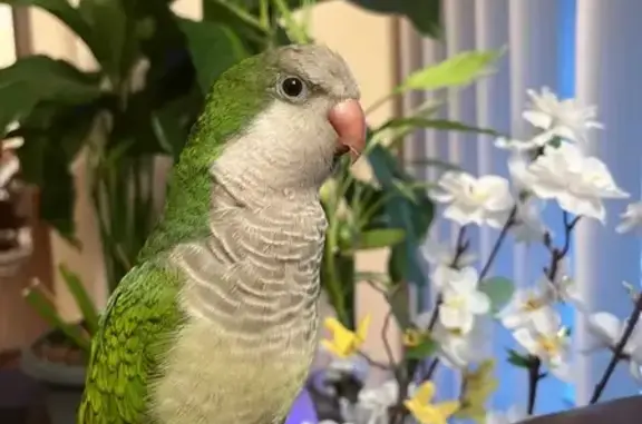 Lost pets Niles, photo: Lost Talking Bird: Green & Grey in Niles
