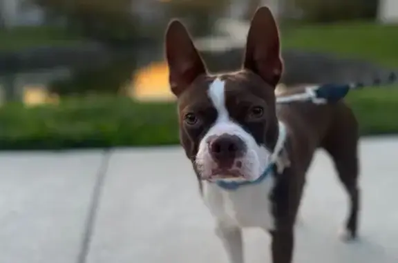 Lost: Brown & White Dog, Pavonia Circle