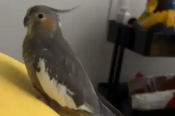 Lost pets Virginia Beach, photo: Lost Tame Bird: Piney Bark, VA Beach