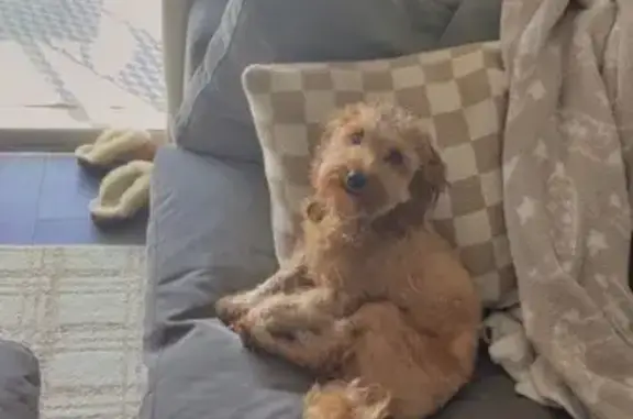 Missing dog North Port, photo: Lost Mini Goldendoodle in North Port