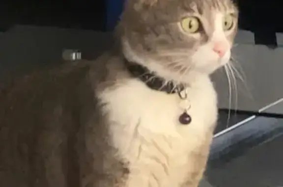 Chatte perdue à Berriac : cicatrice museau - photo