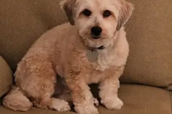 Lost pets Anoka, photo: Help Find Archie: Lost Havanese in Anoka