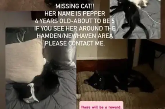 Lost Black Cat: Green Eyes, Hamden Area