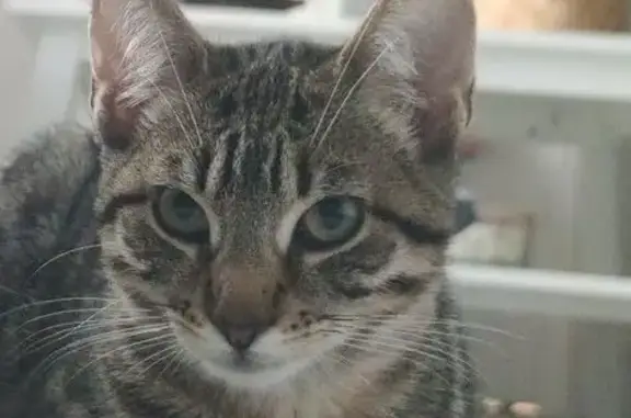 Animaux perdus Pontault-Combault, photo: Chatte tigrée perdue à Pontault-Combault
