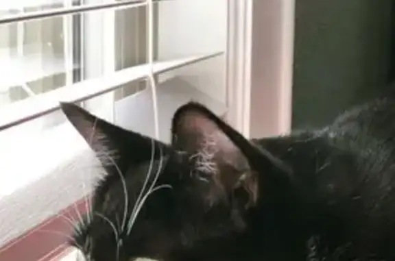 Missing cat Harriman, photo: Lost Hemingway Cat: White-Tipped Tail