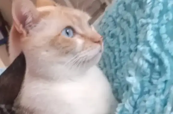 Se busca: Gato Blanco Perdido en Retamar