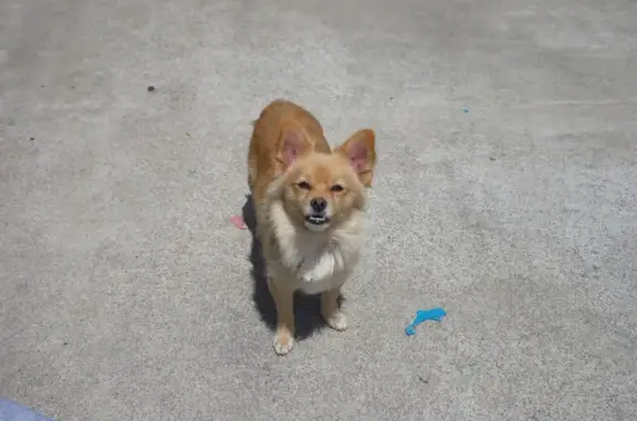 Lost pets Anaheim, photo: Lost Gold Blonde Pomeranian in Anaheim