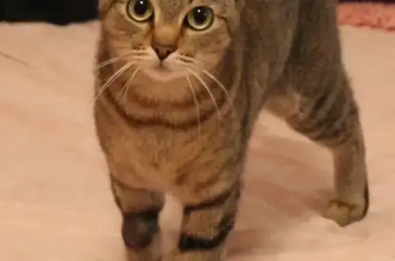 Lost pets Palmdale, photo: Lost: Small Brown Tabby Cat in Palmdale