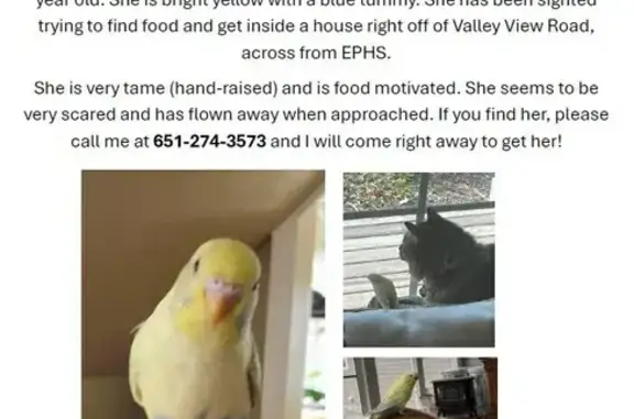 Lost pets Eden Prairie, photo: Lost Yellow Bird with Blue Tummy