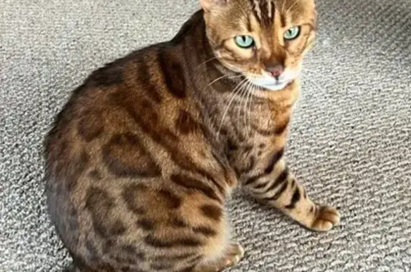 Missing Bengal Cat Zeus: Help Us Find Him!