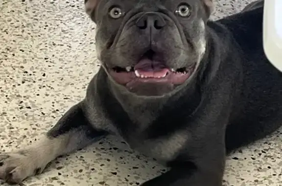 Missing dog West Palm Beach, photo: Lost French Bulldog in West Palm Beach