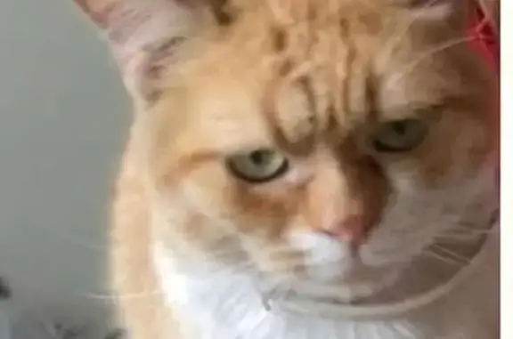 Missing cat Morton, photo: Lost Male Cat: Orange & White, Bobbed Tail