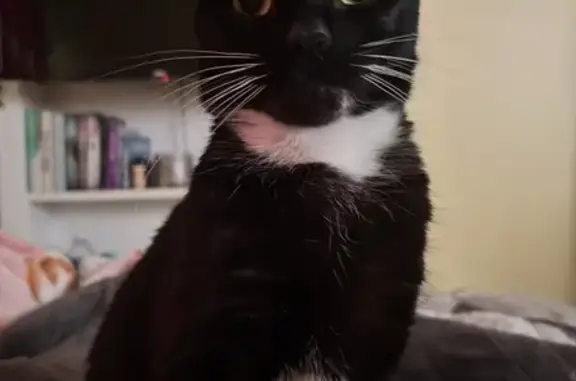 Missing cat , photo: Lost Cat: Help Find Chanel in Park Place!
