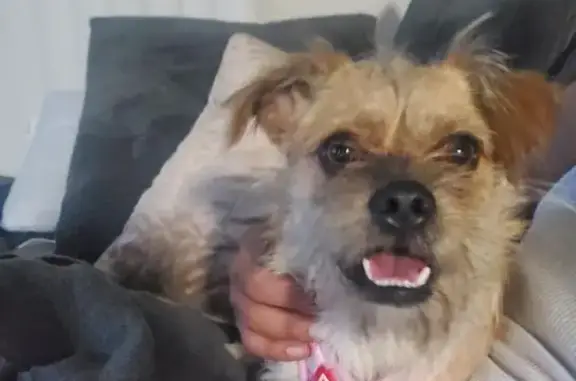 Found pets Orlando, photo: Found Light Brown Dog on Cason Cove Dr