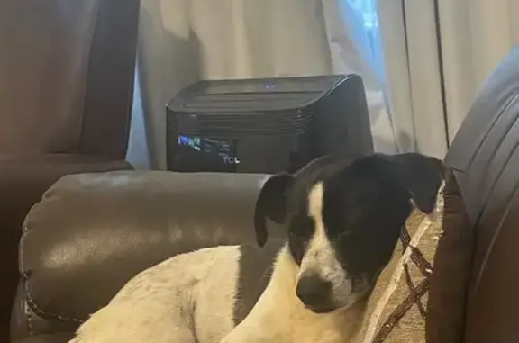 Lost Terrier Mix: Glenwood Ave, Atlanta