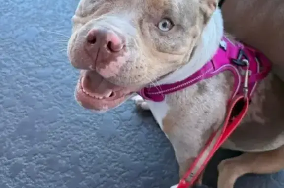 Missing Merle Grey Dog: Unique Eyes!