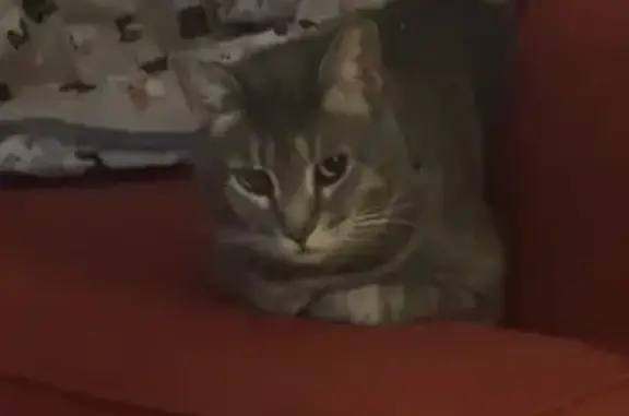 Lost Grey Tabby: Clermont, Woodglen