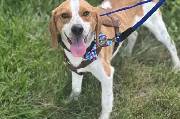 Urgent: Diabetic Beagle Lost in Twin Lake