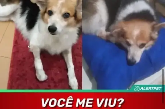 cachorro desaparecida