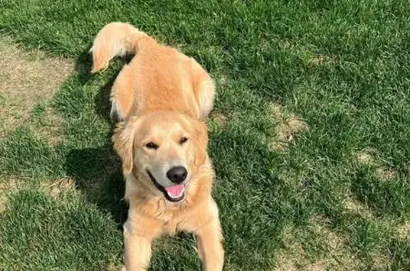Lost Golden Retriever: Rafa, 11 Months, Rochester